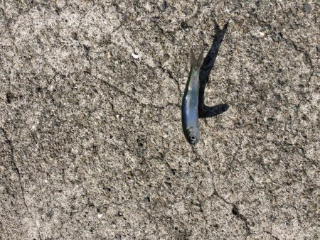 イワシのサビキ釣り