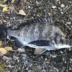 イチノ兄弟、釣果！