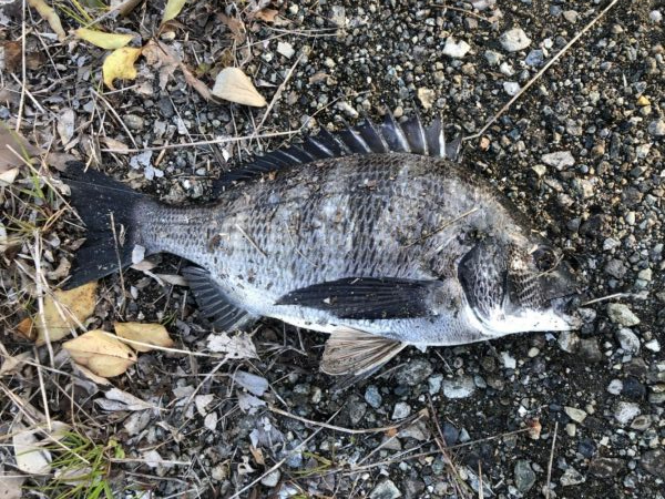 イチノ兄弟、釣果！