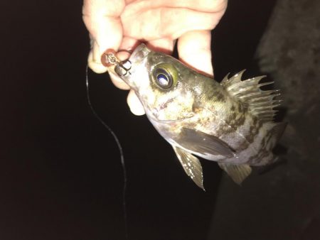 ロックフィッシュに癒されて