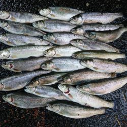 揖保川ニジマスばっかり