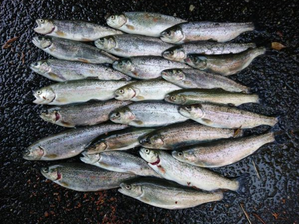 揖保川ニジマスばっかり