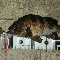 いつもの場所でデカメバル