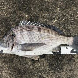 イチノ兄弟、釣果！