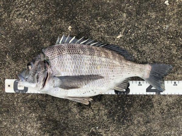 イチノ兄弟、釣果！