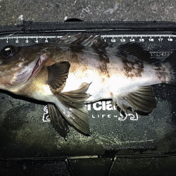 姫路メバリング(2019-7)