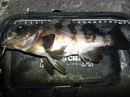 姫路メバリング(2019-7)