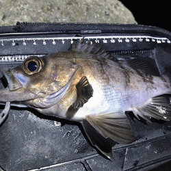 姫路メバリング(2019-8)