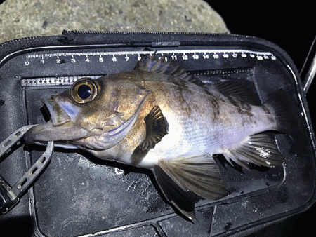 姫路メバリング(2019-8)