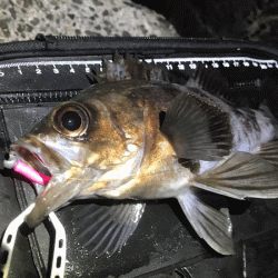 姫路メバリング(2019-10)