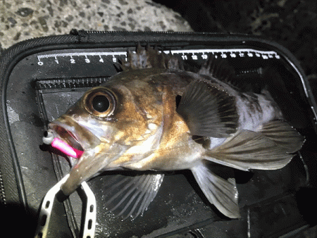 姫路メバリング(2019-10)