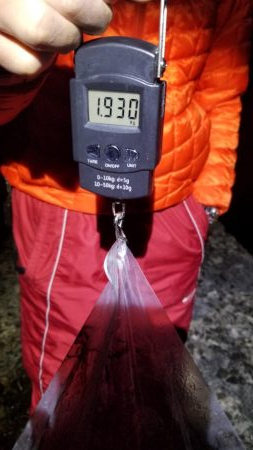 大物アオリイカ