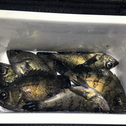 姫路メバリング(2019-11)