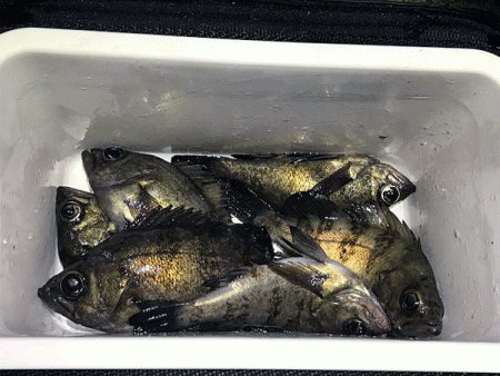 姫路メバリング(2019-11)