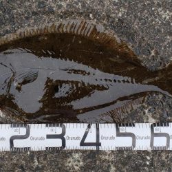 まさかのヒラメ