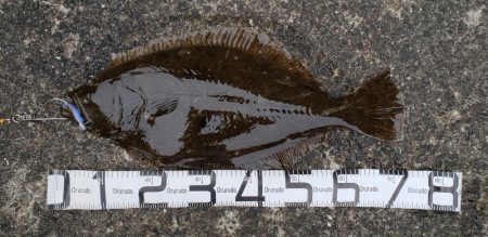 まさかのヒラメ