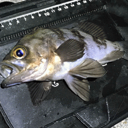 姫路メバリング(2019-12)