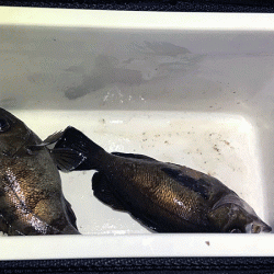 姫路メバリング(2019-13)