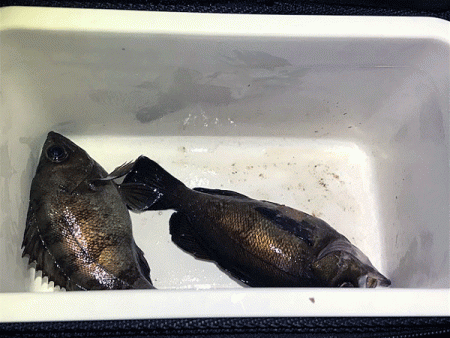 姫路メバリング(2019-13)