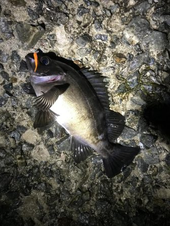 雨上がりまずまず