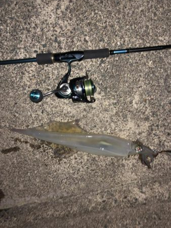 イカ釣りを教えるの巻