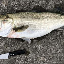 サバのナブラすごい!