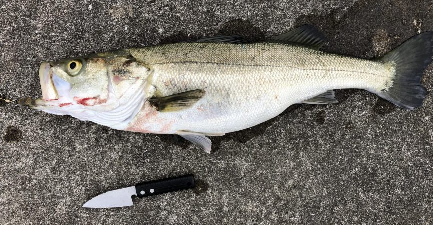 サバのナブラすごい！