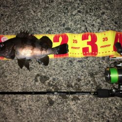 プラグでのメバル