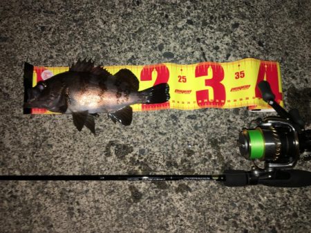 プラグでのメバル