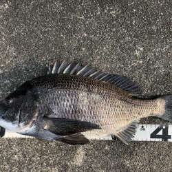 イチノ兄弟、釣果！