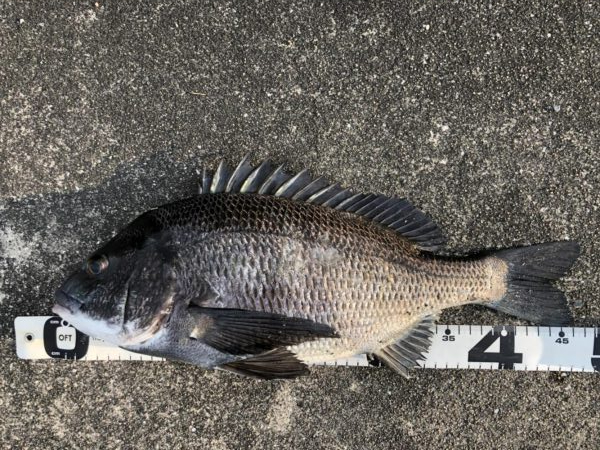 イチノ兄弟、釣果！