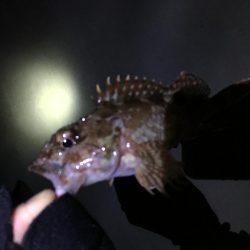 ナイトアジはいなかった。