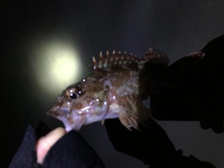 ナイトアジはいなかった。