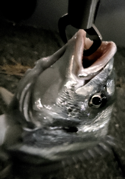 武庫川河口でチニング！