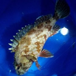 ガシラ釣り　～ポツポツ当たりが。～