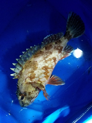 ガシラ釣り　～ポツポツ当たりが。～