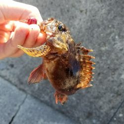 ガシラ釣り　～小さいのが多い～