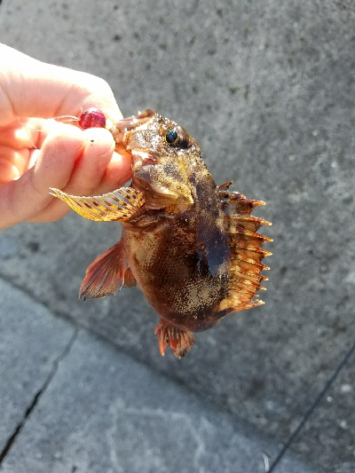 ガシラ釣り ~小さいのが多い~