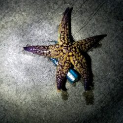 タチウオ釣り ~粘る価値アリ!~