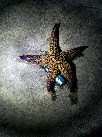 タチウオ釣り ~粘る価値アリ!~