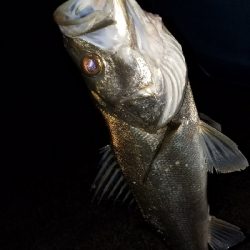 シーバスゲーム最高！