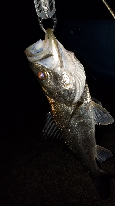 シーバスゲーム最高！