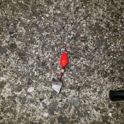 ガシラ釣り ~当たりは少ない~