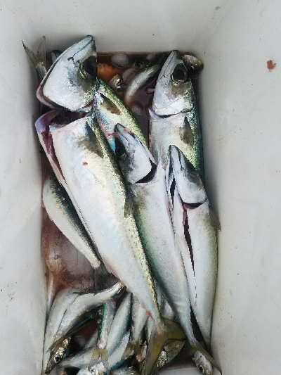 イワシ釣り　～サバ、37.5センチ～