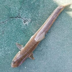 スズキ釣り　～スズキ、79センチ～