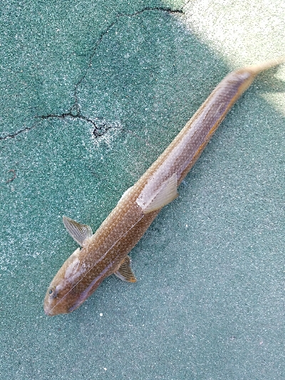 スズキ釣り　～スズキ、79センチ～