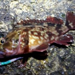 急激な気候変化