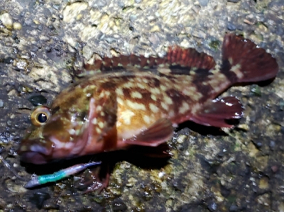 急激な気候変化