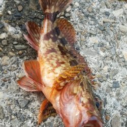 ヒラメ釣り ~メジロ、66センチ~