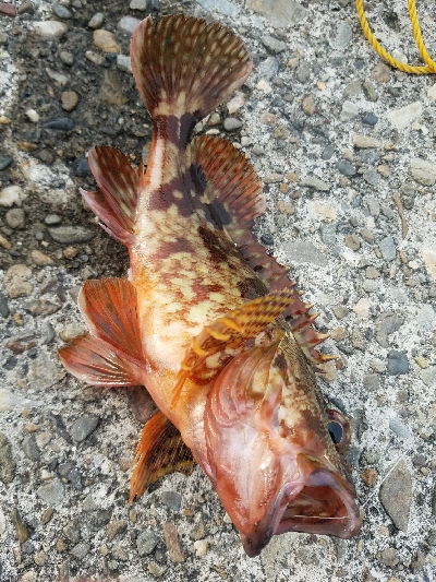 ヒラメ釣り ~メジロ、66センチ~